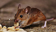 24 Hour & Emergency Exterminators in Ellisboro, NC